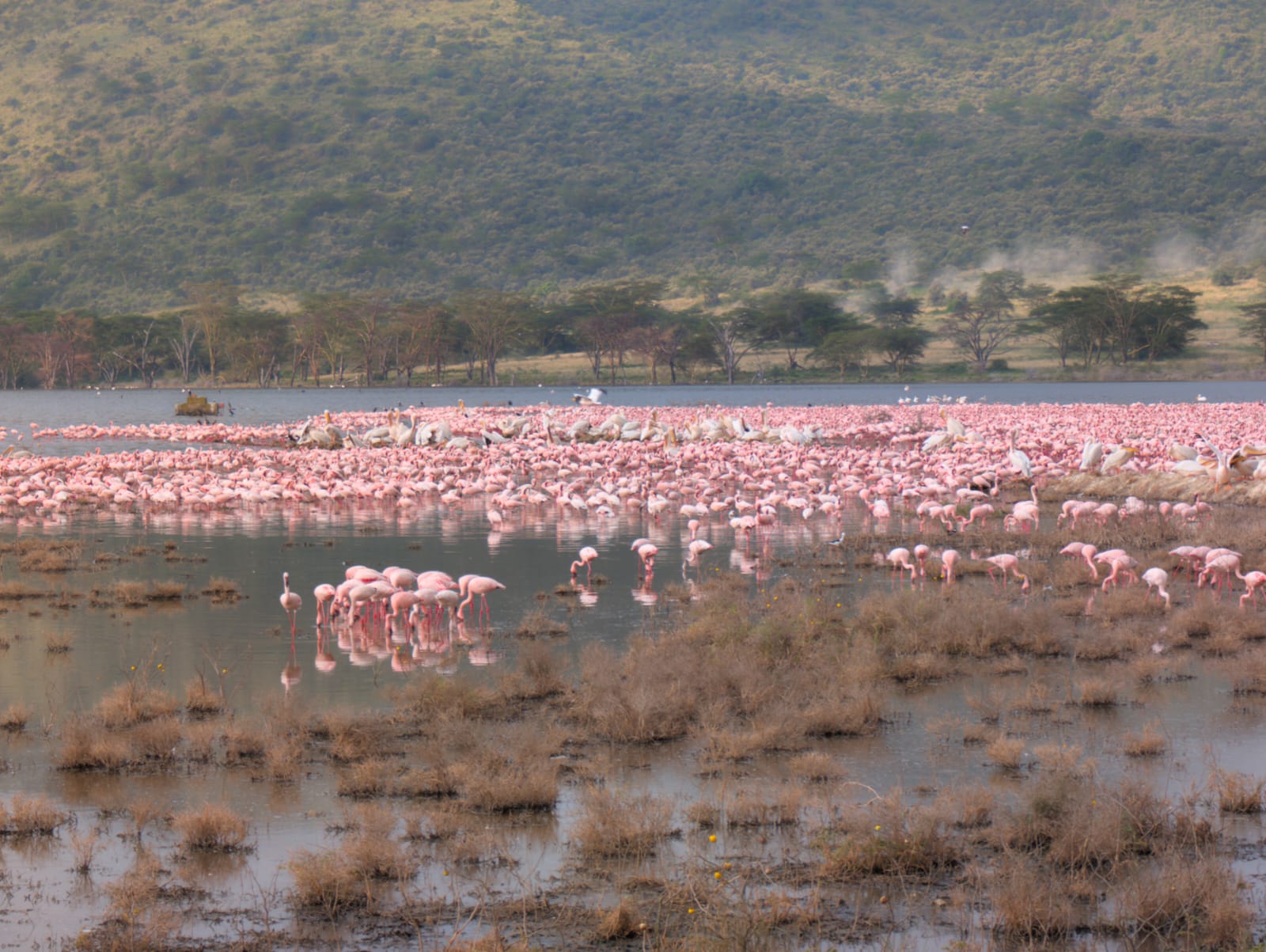 7 Days Tsavo East, Tsavo West, Amboseli, Masai Mara & Lake Nakuru