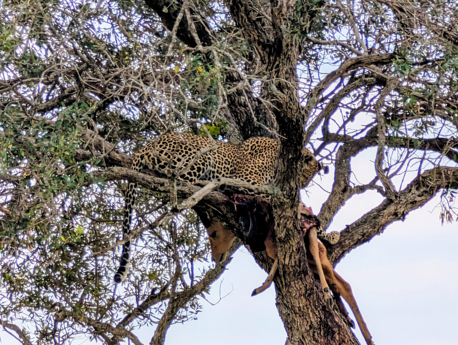 2 Days Tsavo East